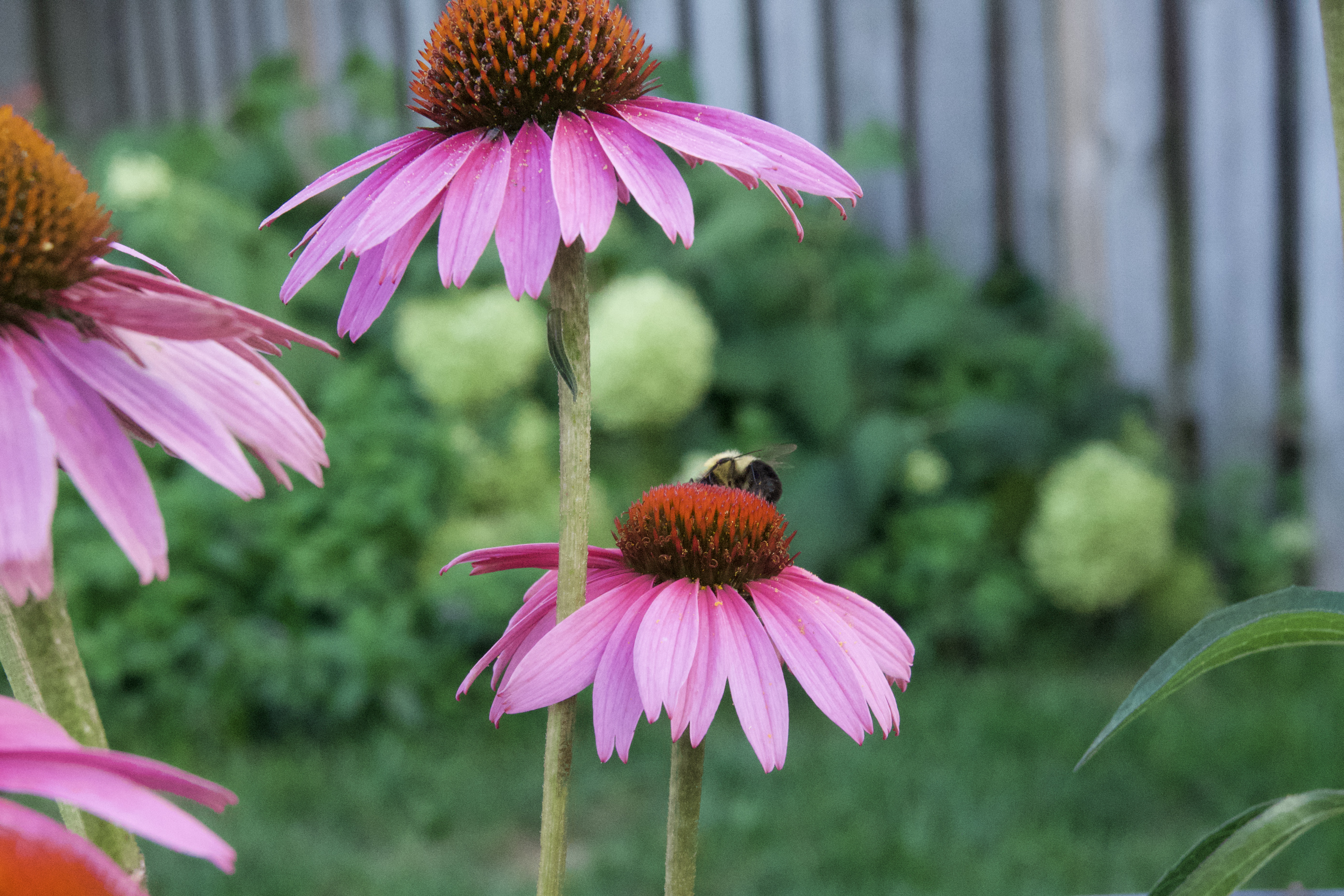 two purple cone flowers in front of a green background. Bumble bee collecting pollen on one of the cone flowers 