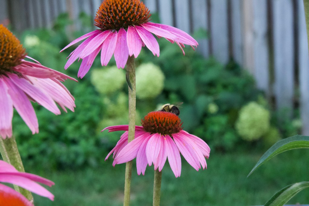 two purple cone flowers in front of a green background. Bumble bee collecting pollen on one of the cone flowers