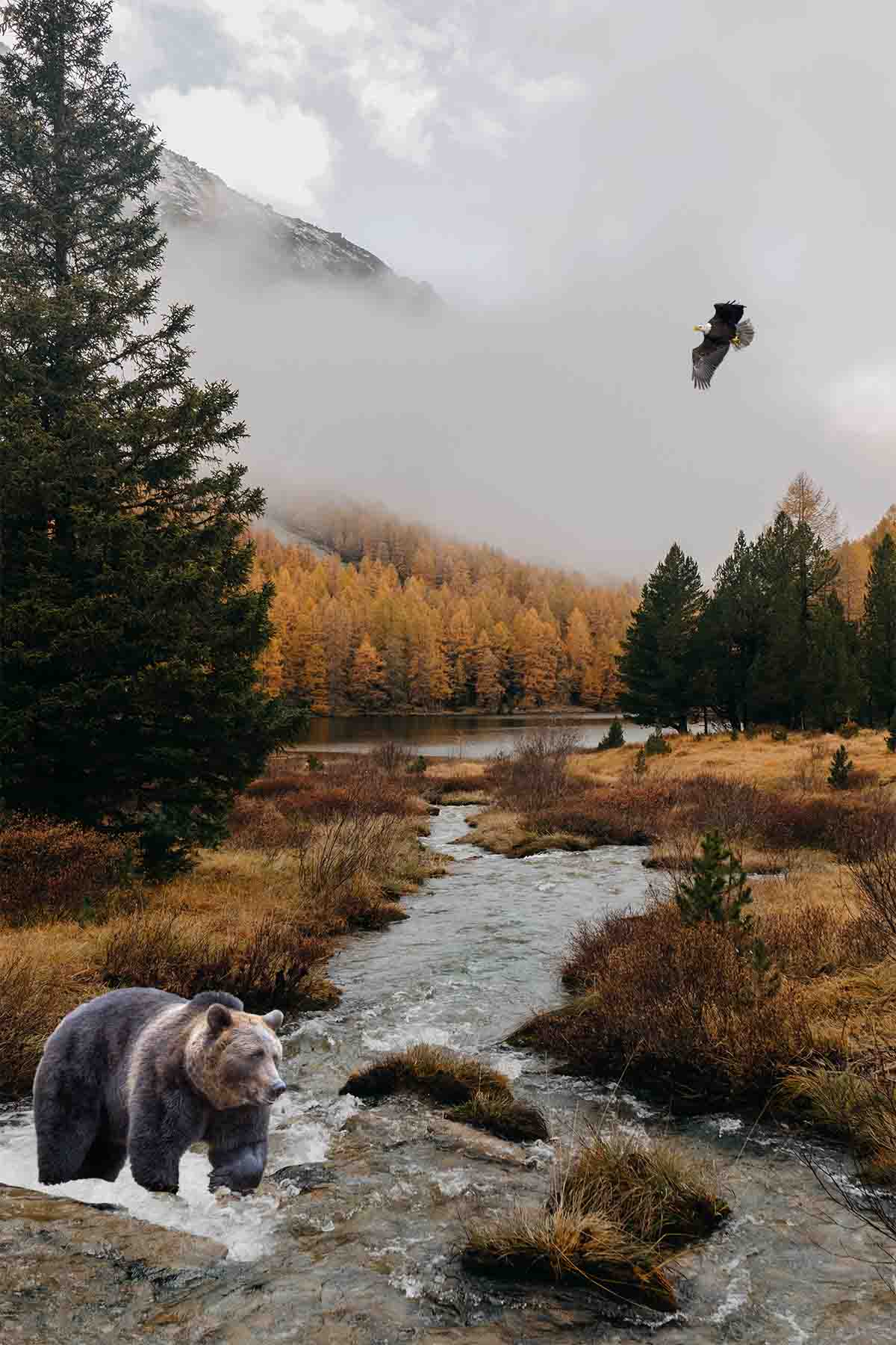 photoshop picture of a grizzly bear and bald eagle in a mountain landscape with a river 