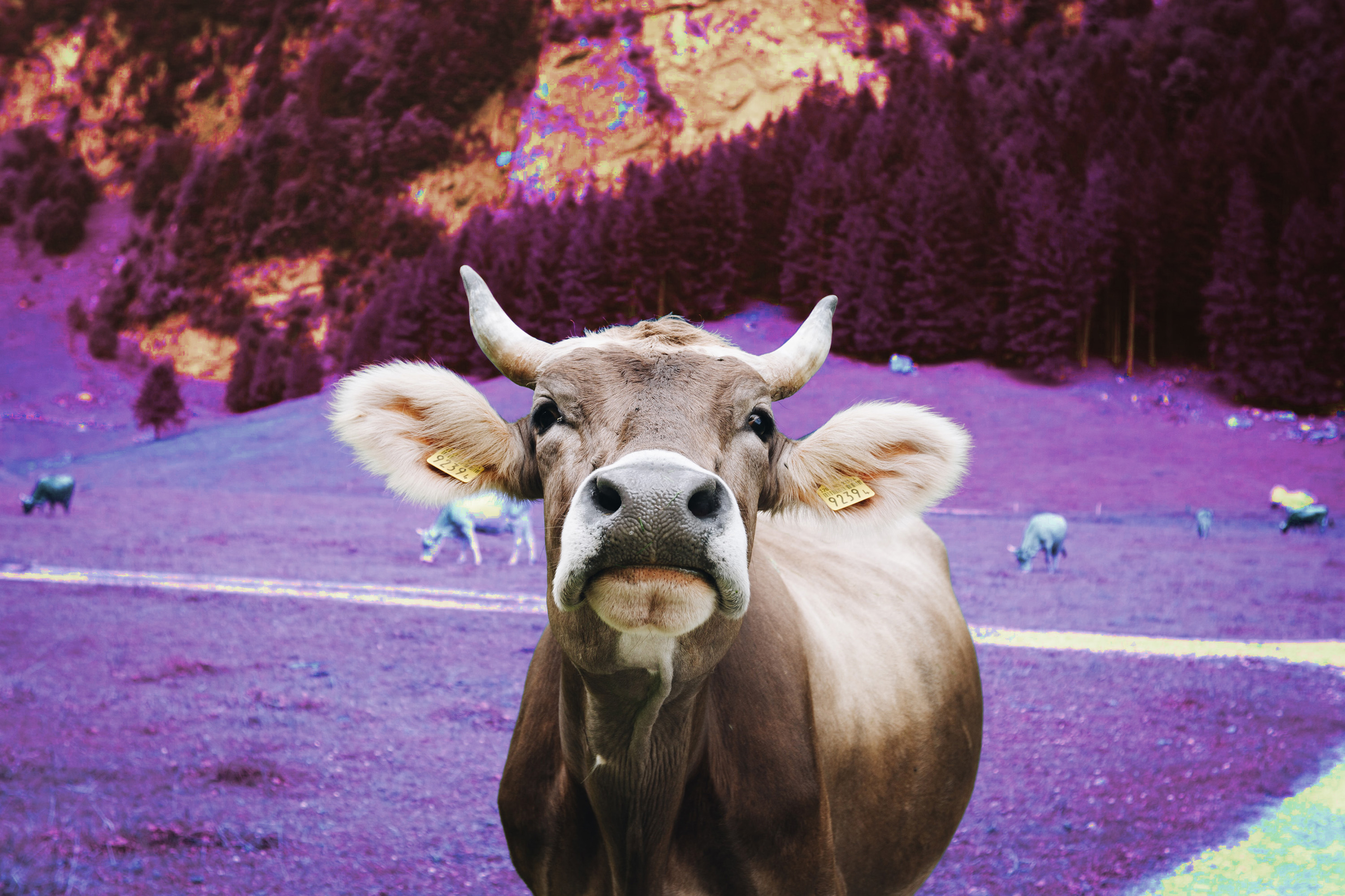 Close-up of a cow standing in a field with surreal purple and pink tones, with trees and grazing cows in the background.