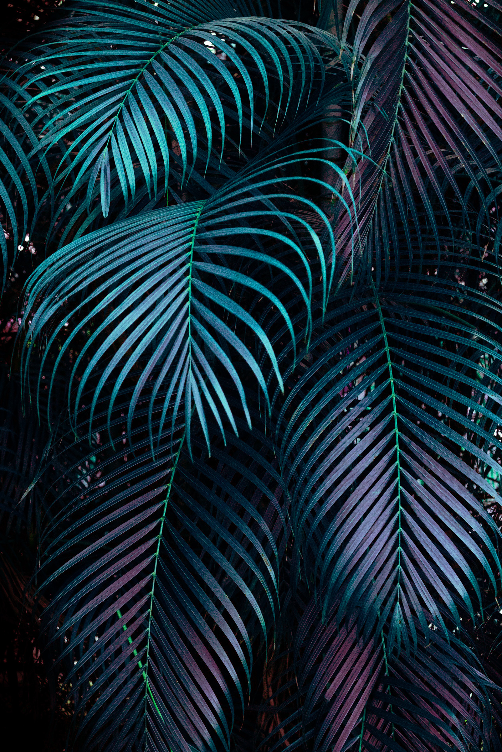 Close-up of layered tropical palm leaves in dark teal and purple tones with dramatic lighting.